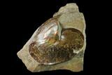 Fossil Ammonite (Sphenodiscus) in Rock - South Dakota #143841-2